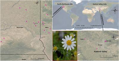 Phenotypic Trait Variation in Populations of a Global Invader Mayweed Chamomile (Anthemis cotula): Implications for Weed Management